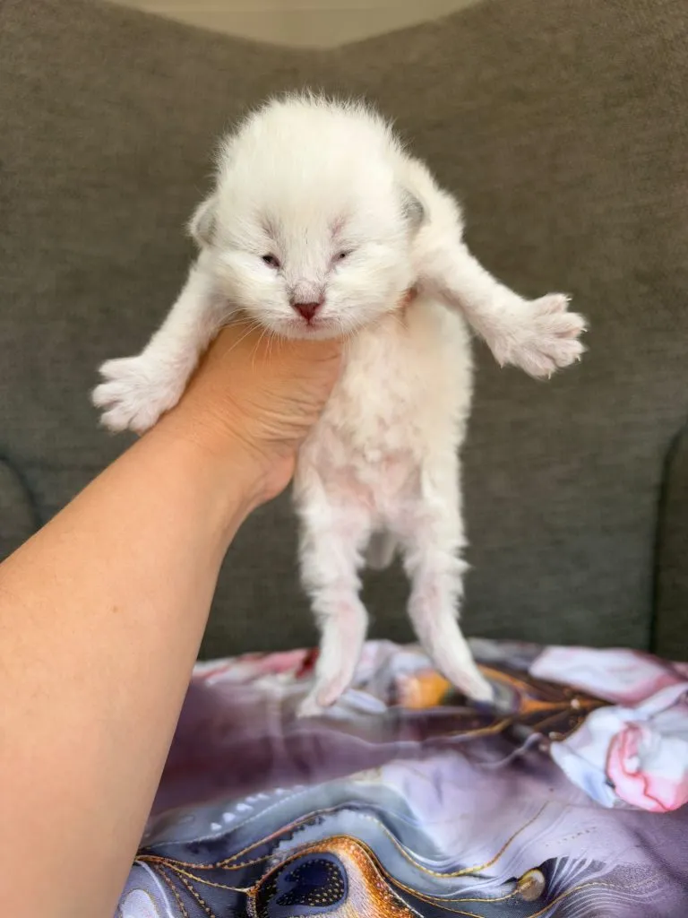 Kitten 5