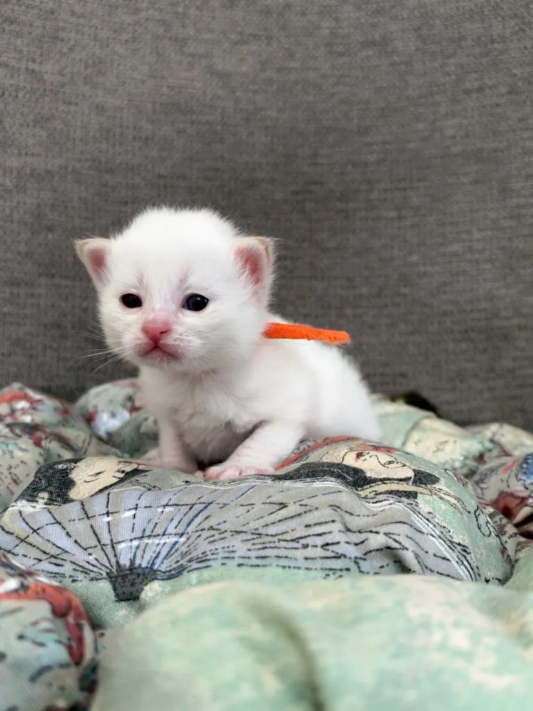 Kitten 5 Orange Collar