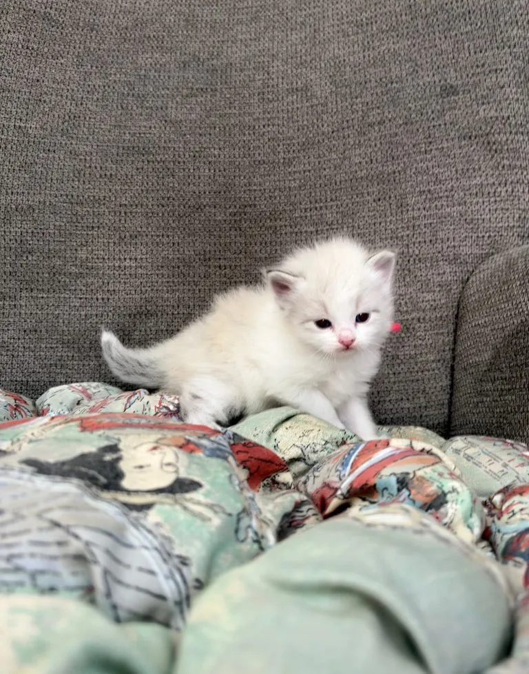 Kitten 2 Red Collar