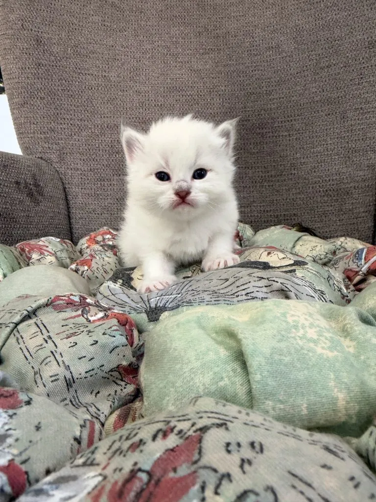 Kitten 3 Blue Collar