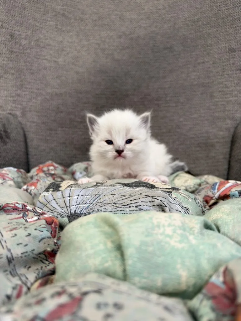 Kitten 1 Pink Collar