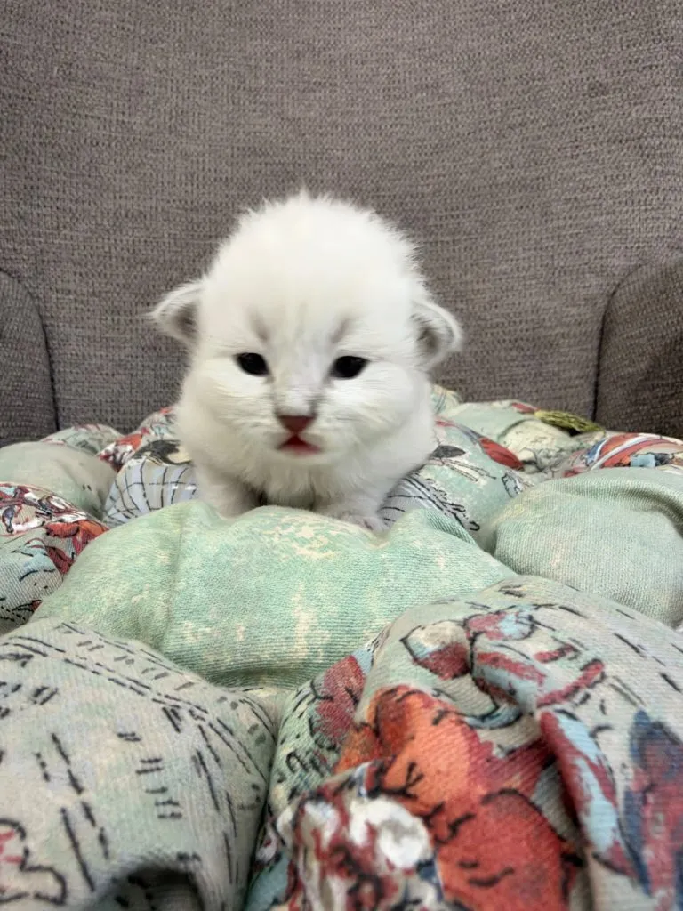 Kitten 2 Olive