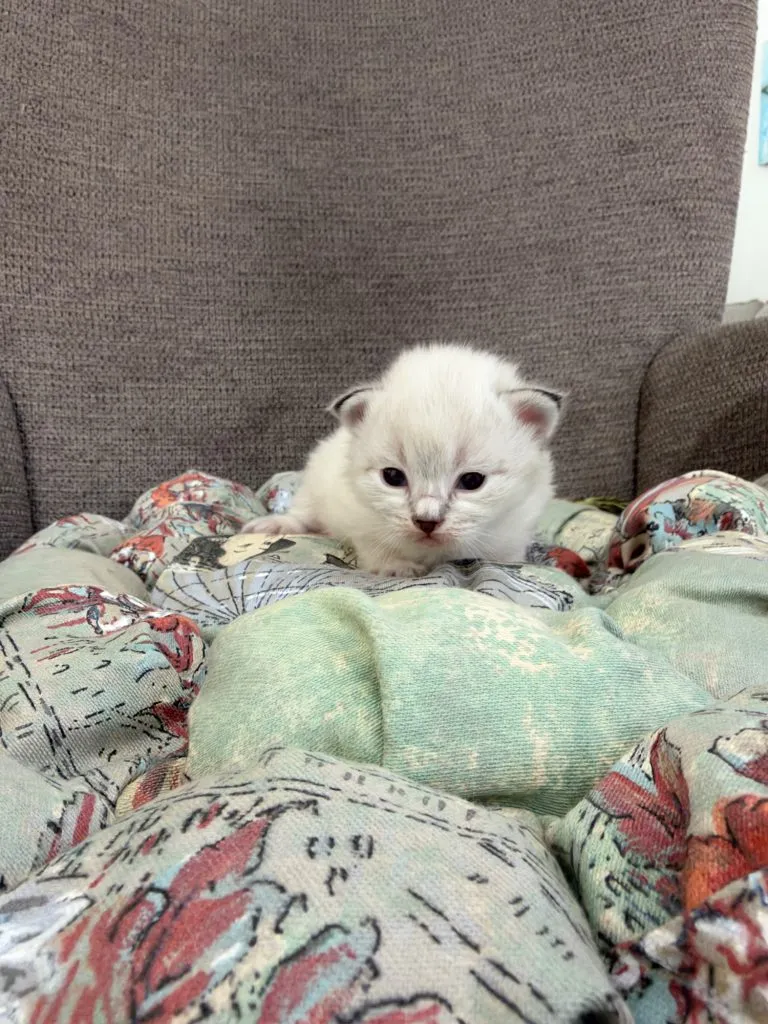 Kitten 1 Purple