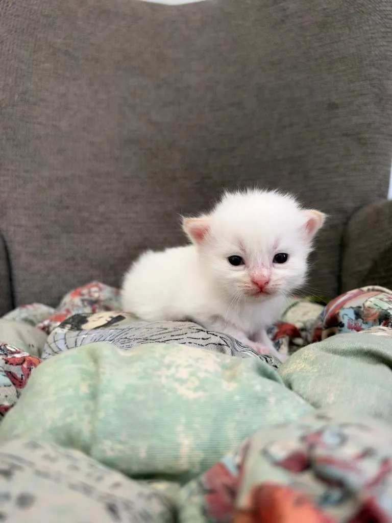 Kitten 6 Black