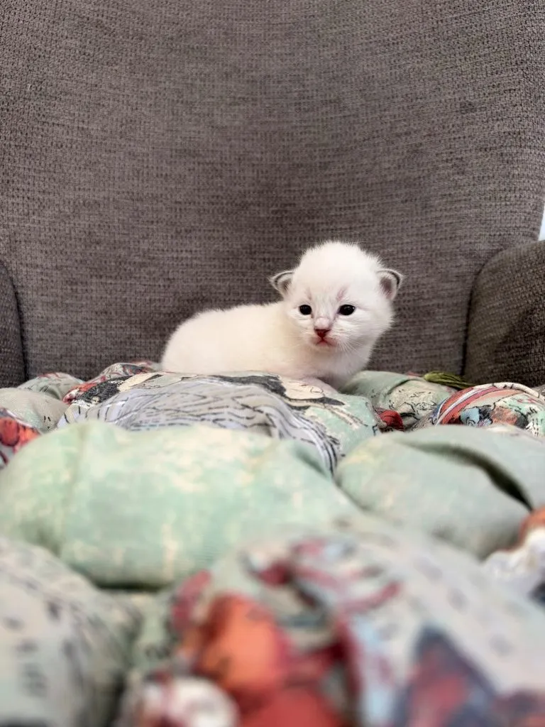 Kitten 2 Olive