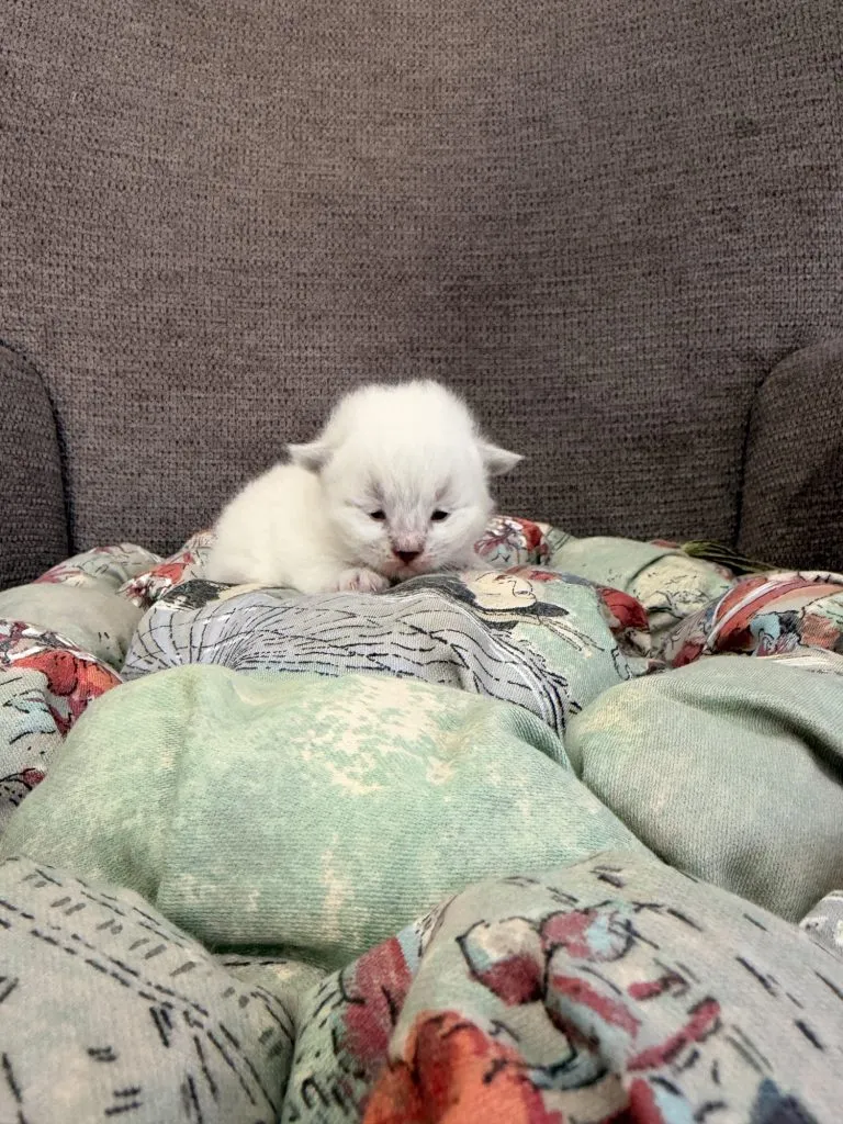 Kitten 1 Red