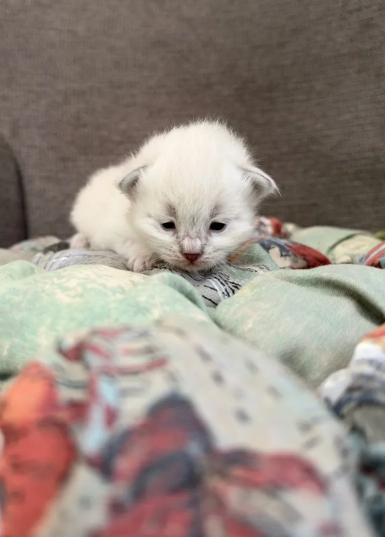 Kitten 3