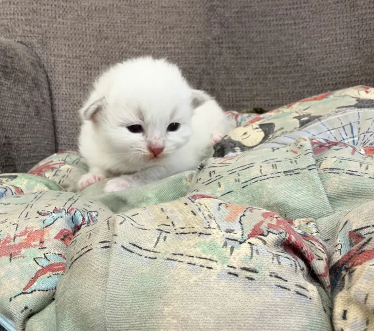 Kitten 4 Purple