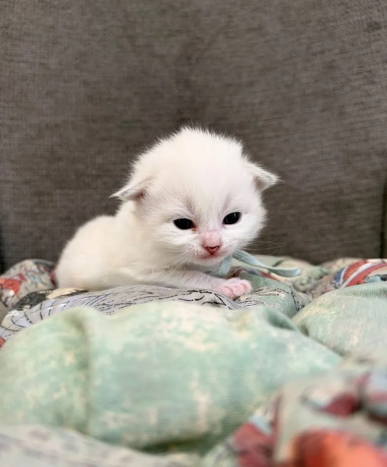 Kitten 1 Light Blue