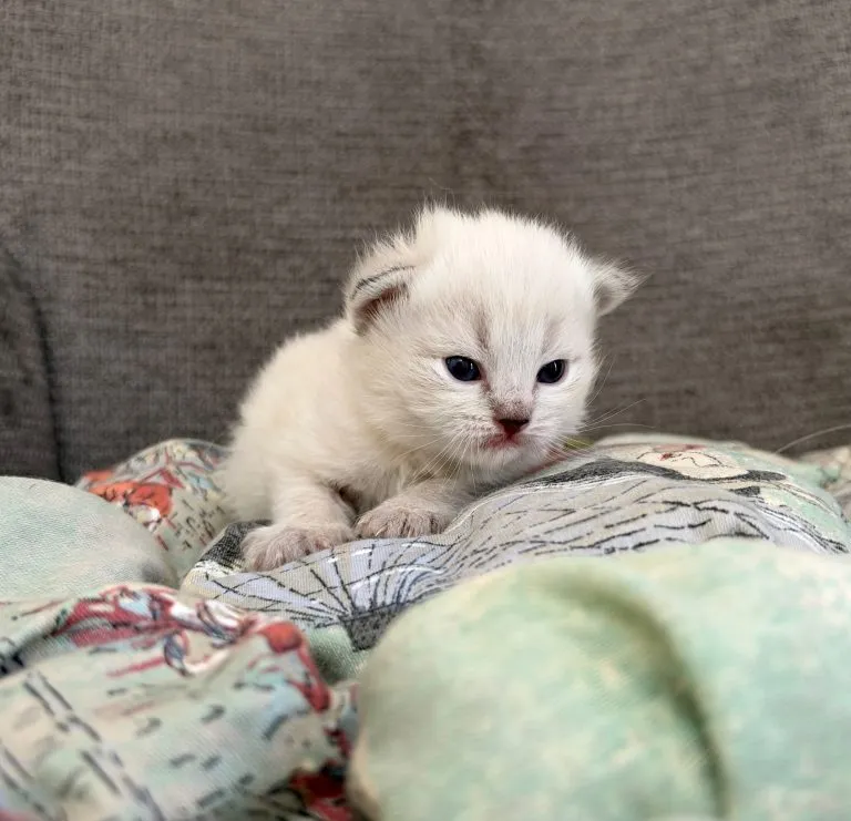 Kitten 2 Pink