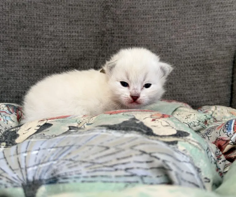 Kitten 3 Grey