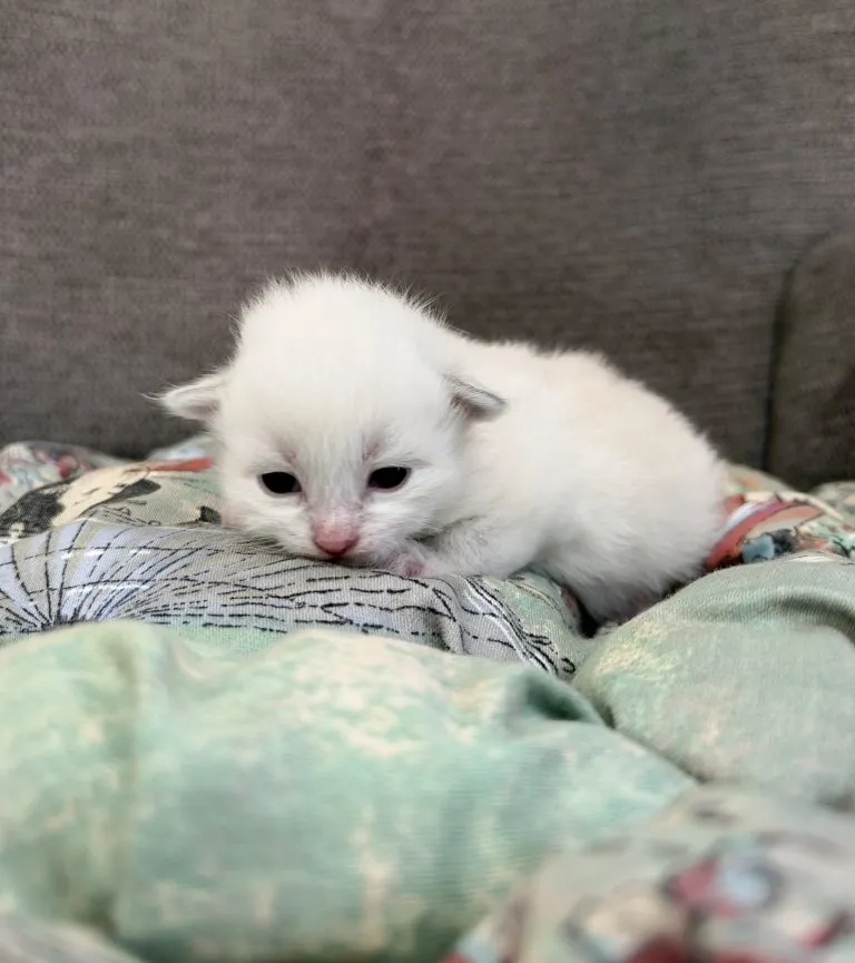 Kitten 3