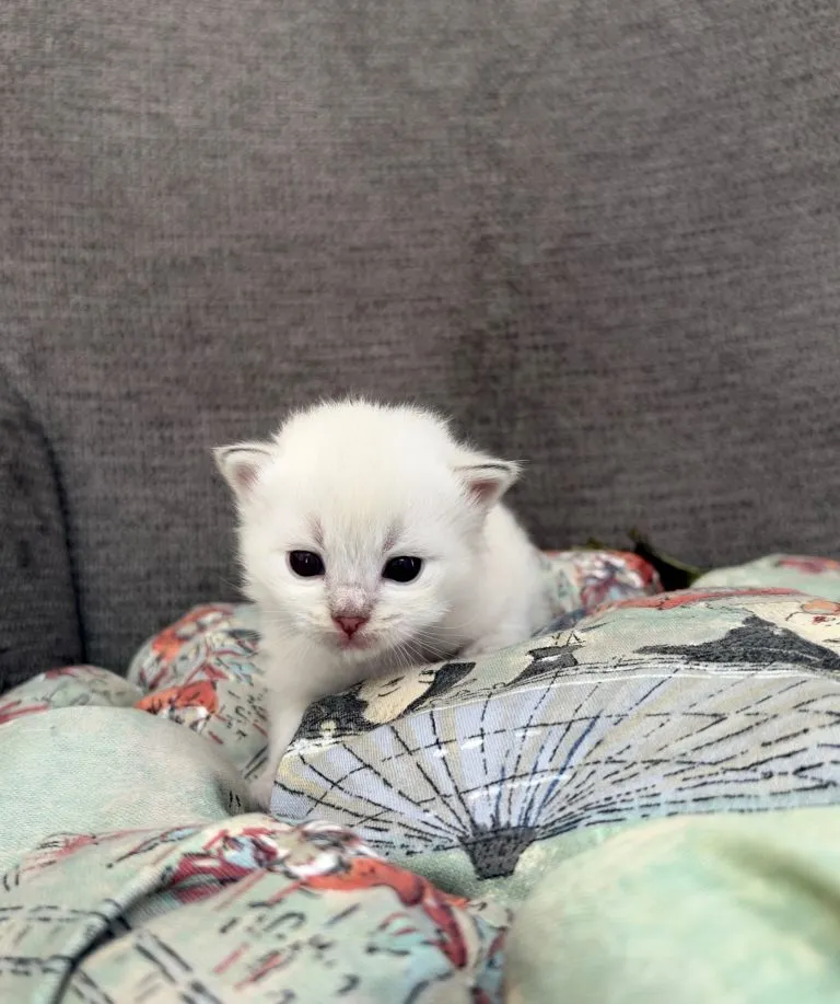 Kitten 1 Orange