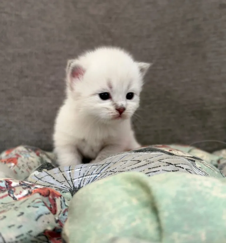 Kitten 2 Black
