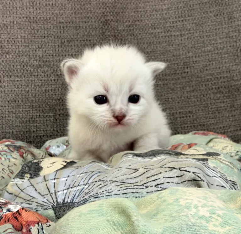 Kitten 3 Purple