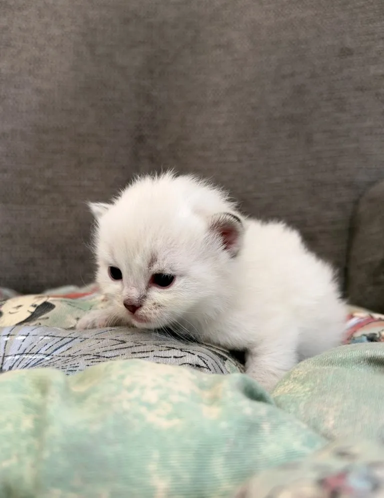 Kitten 4 Red
