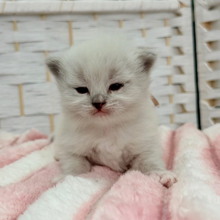 Kitten 3