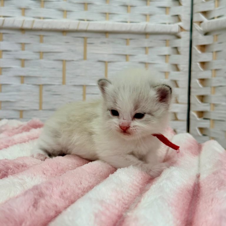 Kitten 2