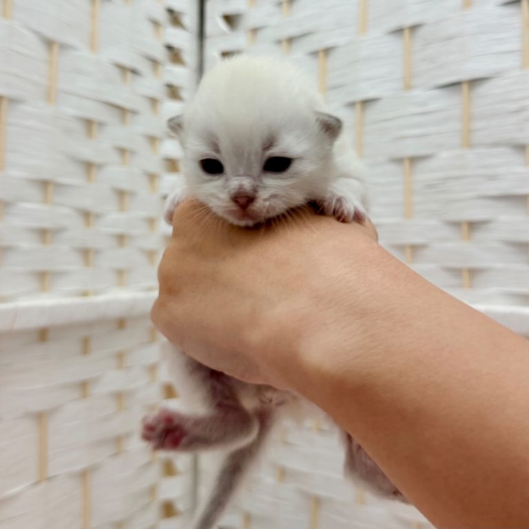 Kitten 2