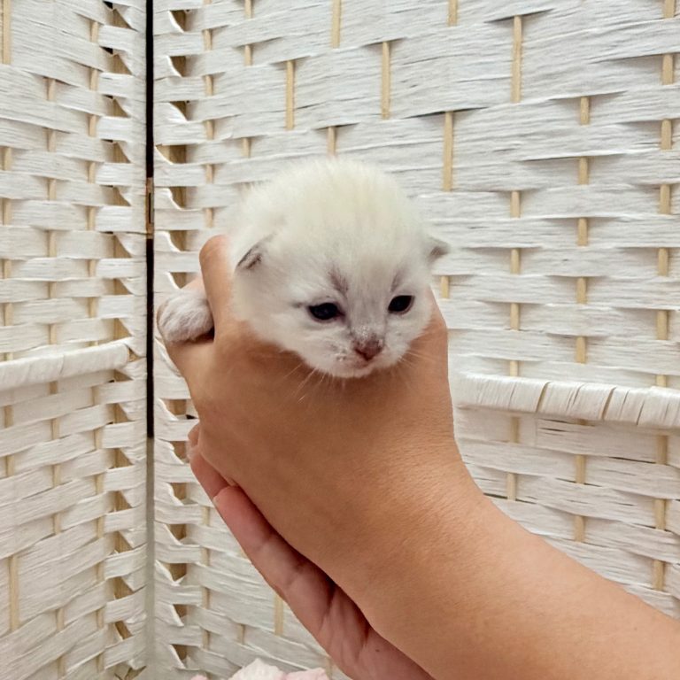 Kitten 3