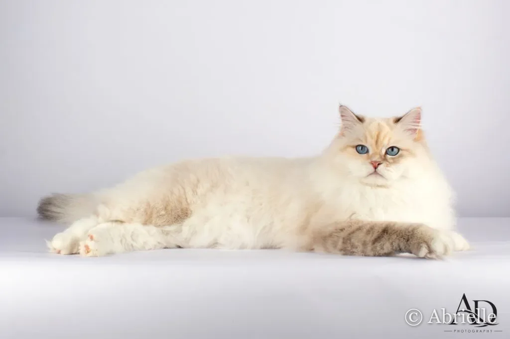 Abrielle Asteroid