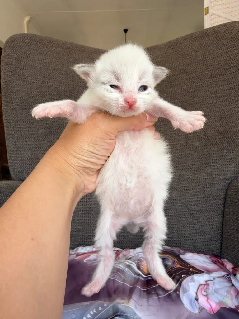 Kitten 7